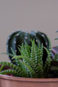 Preview wallpaper succulent plant, flowers, pot, houseplant