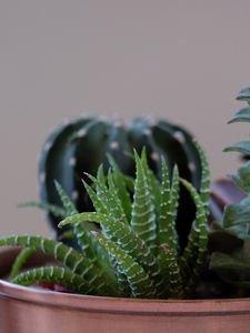 Preview wallpaper succulent plant, flowers, pot, houseplant