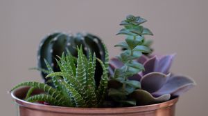 Preview wallpaper succulent plant, flowers, pot, houseplant