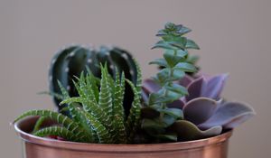 Preview wallpaper succulent plant, flowers, pot, houseplant