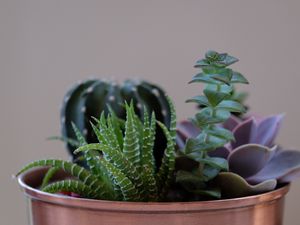 Preview wallpaper succulent plant, flowers, pot, houseplant
