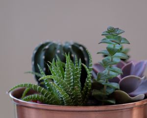 Preview wallpaper succulent plant, flowers, pot, houseplant