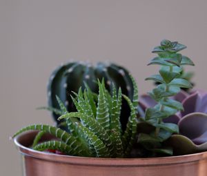 Preview wallpaper succulent plant, flowers, pot, houseplant