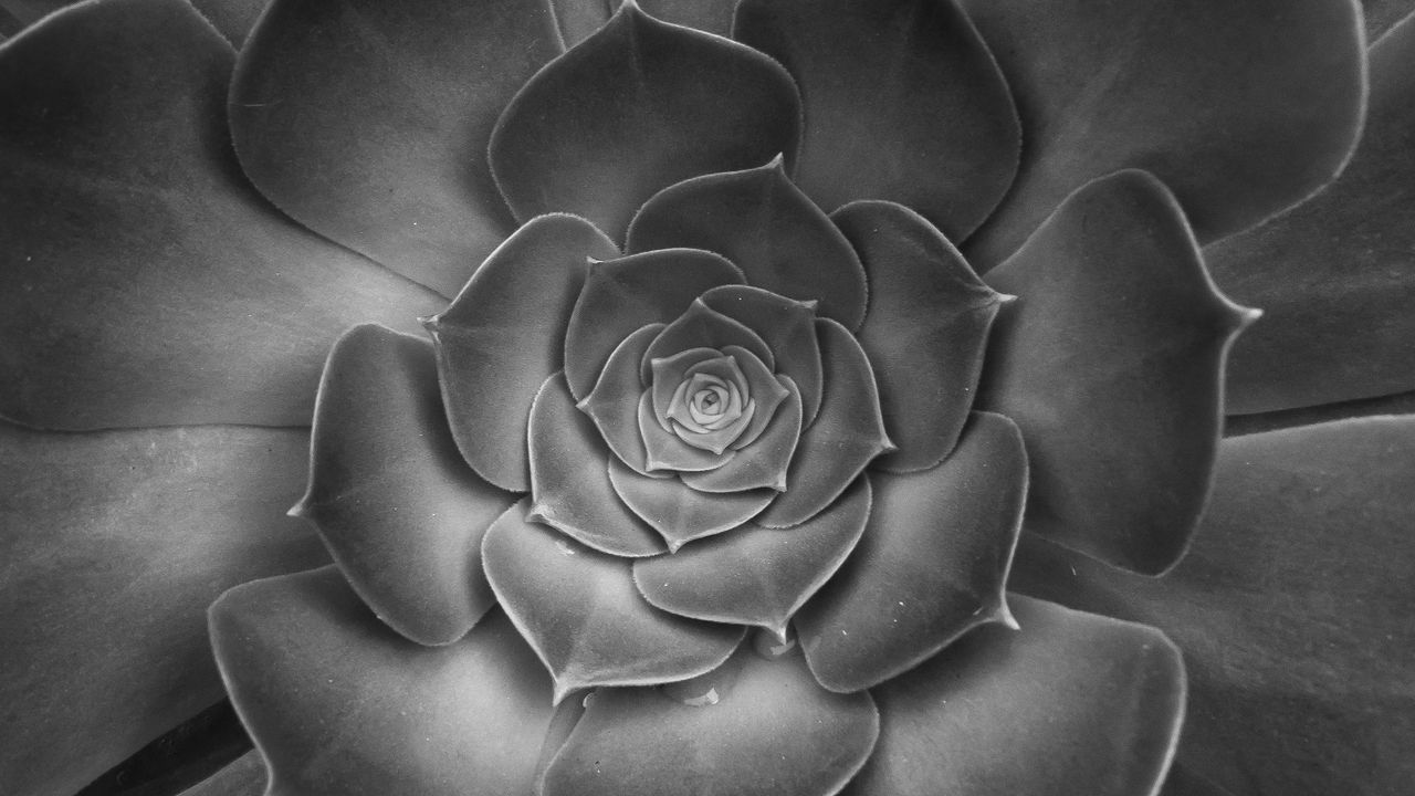 Wallpaper succulent, plant, leaves, black and white, macro