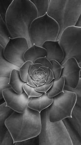 Preview wallpaper succulent, plant, leaves, black and white, macro