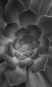 Preview wallpaper succulent, plant, leaves, black and white, macro