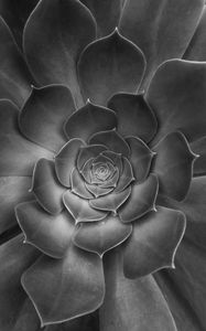 Preview wallpaper succulent, plant, leaves, black and white, macro