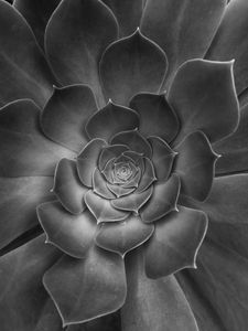 Preview wallpaper succulent, plant, leaves, black and white, macro