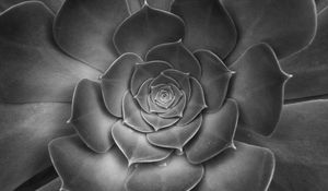 Preview wallpaper succulent, plant, leaves, black and white, macro