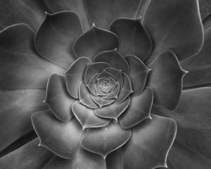 Preview wallpaper succulent, plant, leaves, black and white, macro