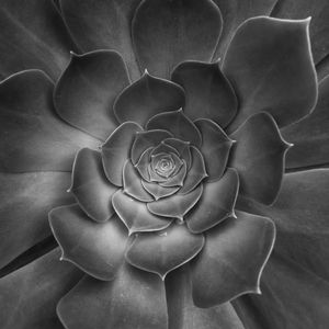 Preview wallpaper succulent, plant, leaves, black and white, macro