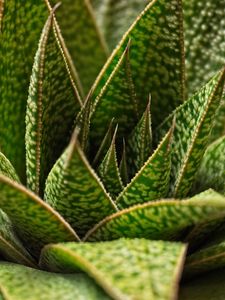 Preview wallpaper succulent, plant, leaves, macro, green