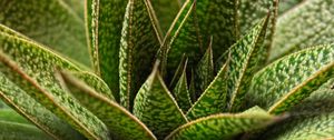 Preview wallpaper succulent, plant, leaves, macro, green