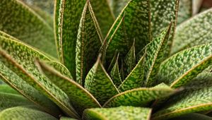 Preview wallpaper succulent, plant, leaves, macro, green