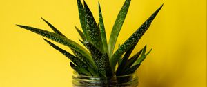 Preview wallpaper succulent, plant, leaves, bank, yellow, minimalism