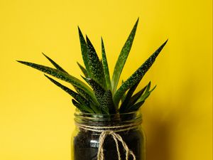 Preview wallpaper succulent, plant, leaves, bank, yellow, minimalism