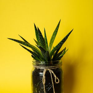 Preview wallpaper succulent, plant, leaves, bank, yellow, minimalism