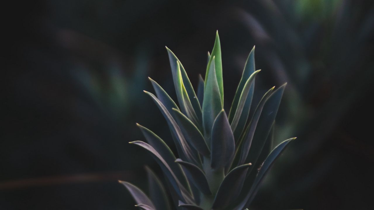 Wallpaper succulent plant, leaves, plant, branch