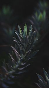 Preview wallpaper succulent plant, leaves, plant, branch