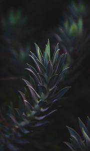 Preview wallpaper succulent plant, leaves, plant, branch