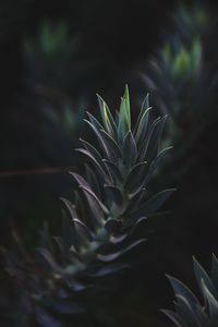 Preview wallpaper succulent plant, leaves, plant, branch