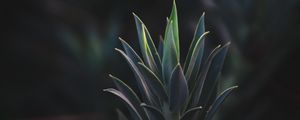 Preview wallpaper succulent plant, leaves, plant, branch