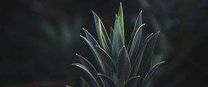 Preview wallpaper succulent plant, leaves, plant, branch