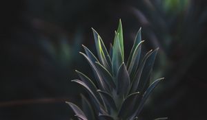 Preview wallpaper succulent plant, leaves, plant, branch