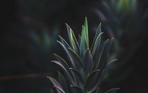 Preview wallpaper succulent plant, leaves, plant, branch