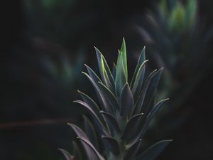 Preview wallpaper succulent plant, leaves, plant, branch