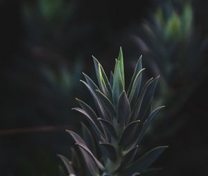 Preview wallpaper succulent plant, leaves, plant, branch