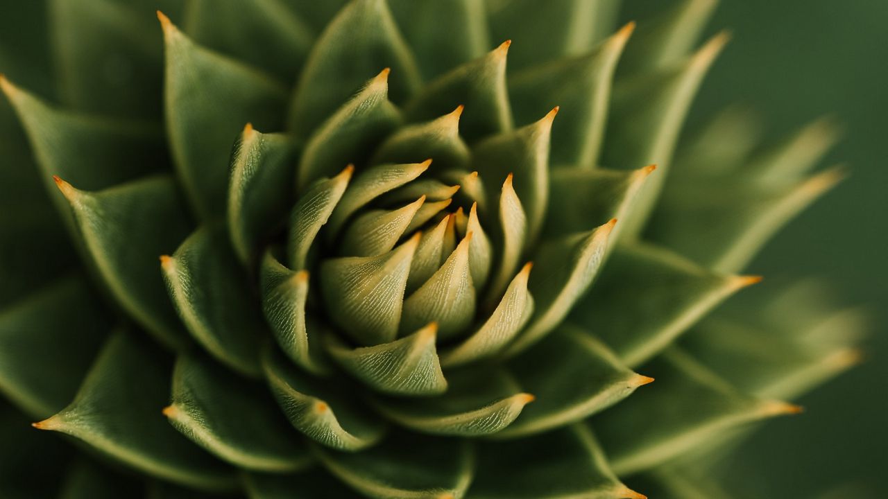 Wallpaper succulent, plant, macro, prickly, green