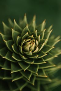 Preview wallpaper succulent, plant, macro, prickly, green