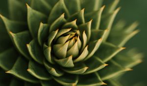 Preview wallpaper succulent, plant, macro, prickly, green