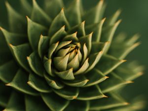 Preview wallpaper succulent, plant, macro, prickly, green