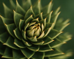 Preview wallpaper succulent, plant, macro, prickly, green