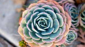 Succulent wallpapers hd, desktop backgrounds, images and pictures