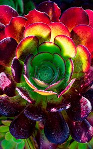 Preview wallpaper succulent, plant, petals, macro, drops