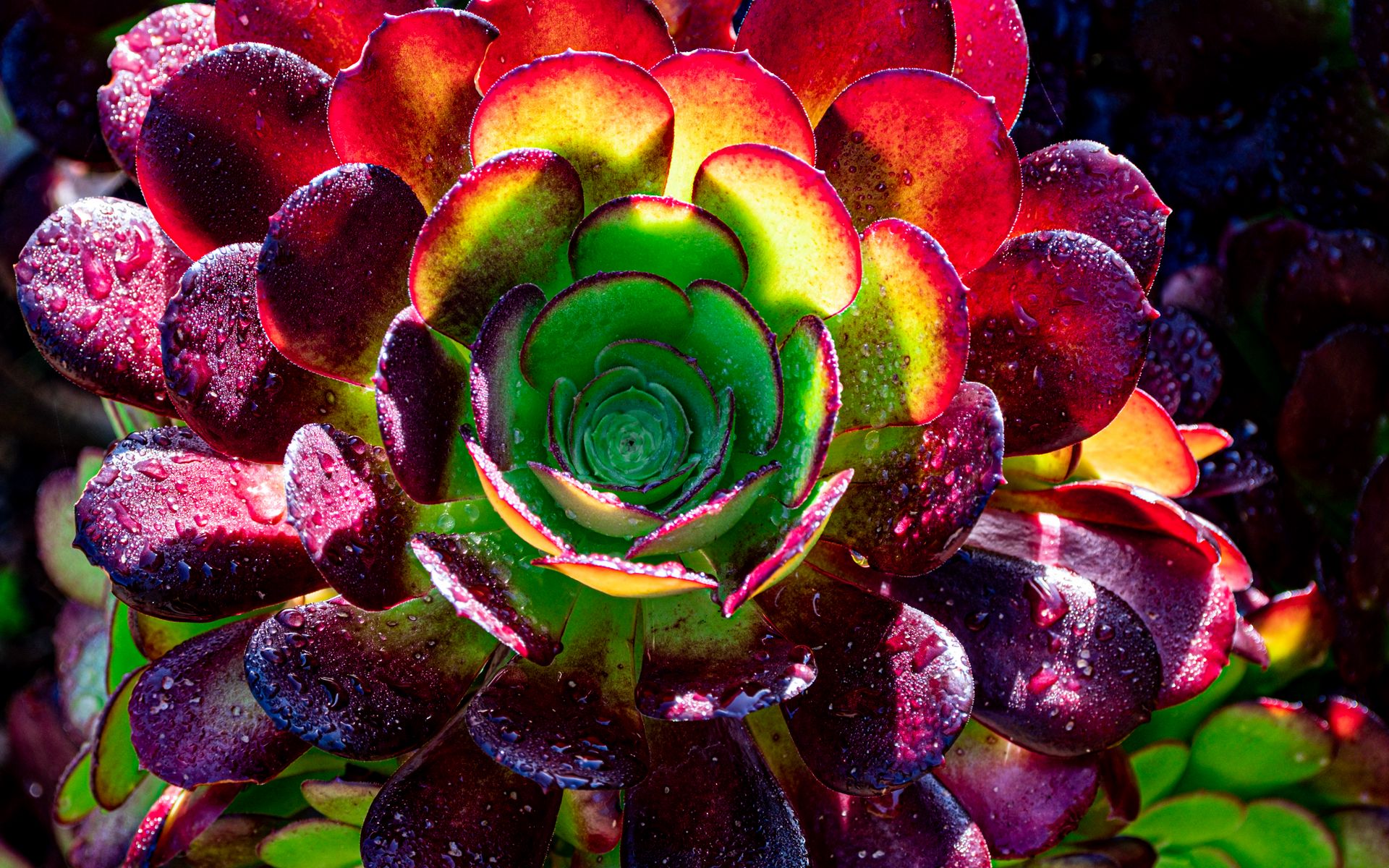 1920x1200 Wallpaper succulent, plant, petals, macro, drops