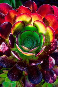 Preview wallpaper succulent, plant, petals, macro, drops