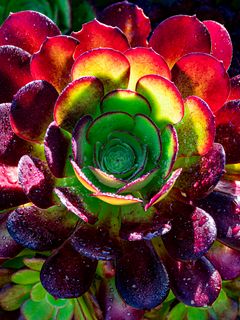 240x320 Wallpaper succulent, plant, petals, macro, drops