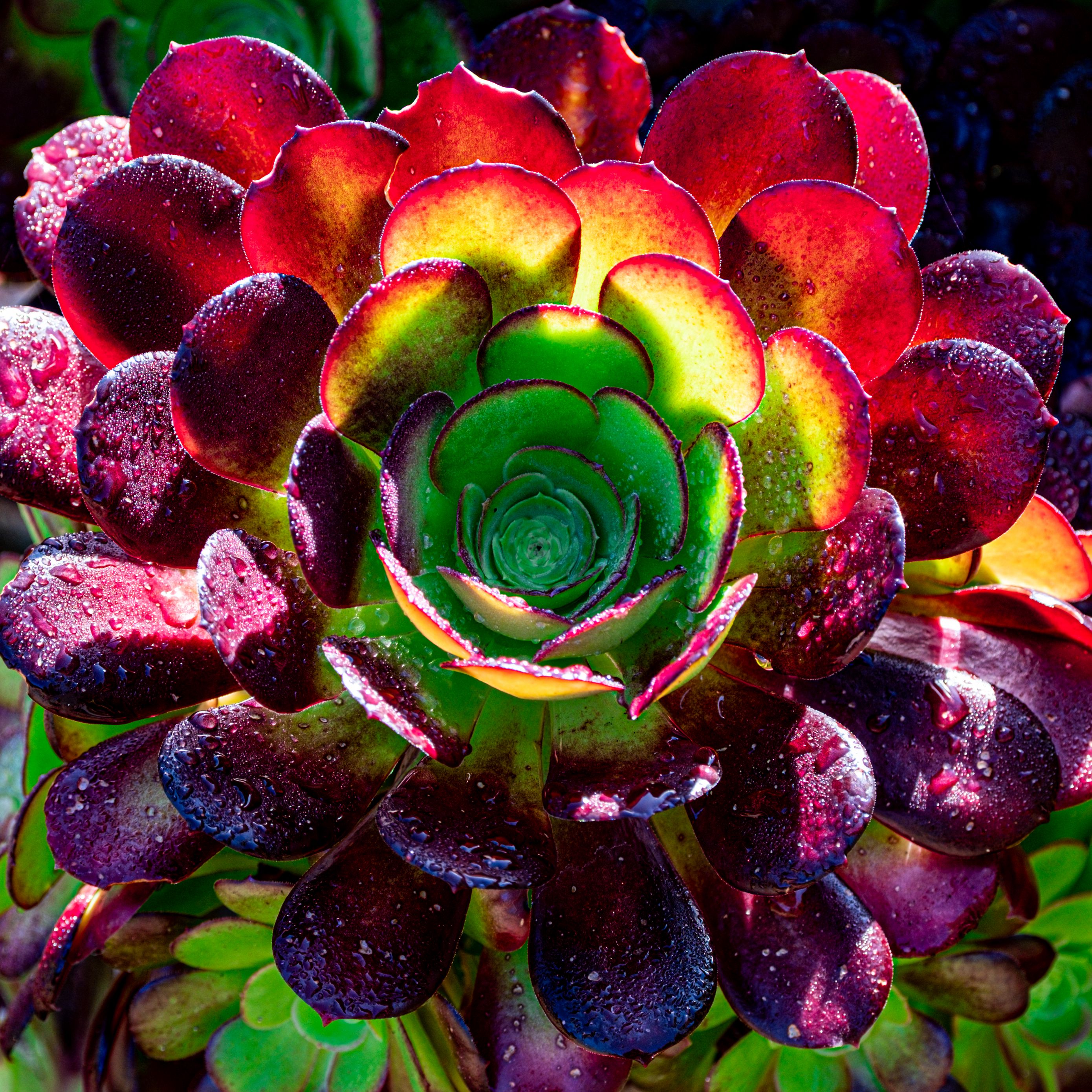 2780x2780 Wallpaper succulent, plant, petals, macro, drops