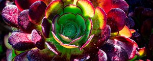 Preview wallpaper succulent, plant, petals, macro, drops