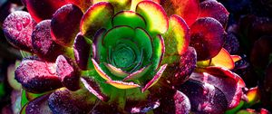 Preview wallpaper succulent, plant, petals, macro, drops
