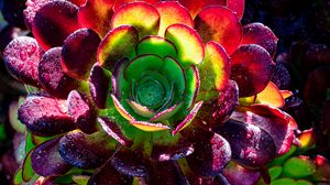 Preview wallpaper succulent, plant, petals, macro, drops