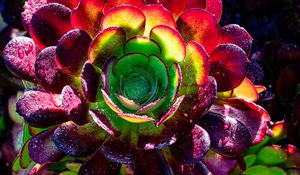 Preview wallpaper succulent, plant, petals, macro, drops