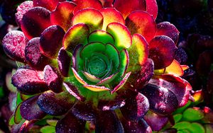 Preview wallpaper succulent, plant, petals, macro, drops
