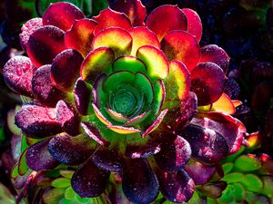 Preview wallpaper succulent, plant, petals, macro, drops