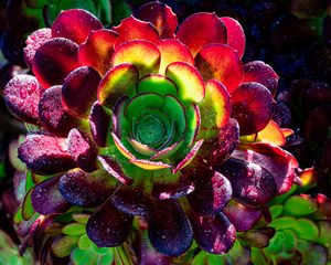 Preview wallpaper succulent, plant, petals, macro, drops