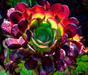 Preview wallpaper succulent, plant, petals, macro, drops